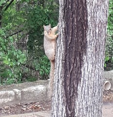 Sciurus niger