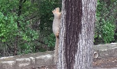 Sciurus niger