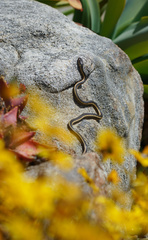 Masticophis lateralis euryxanthus