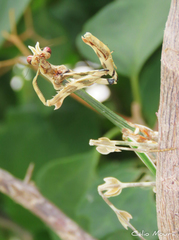 Zoolea descampsi