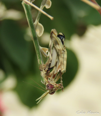 Zoolea descampsi
