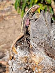 Sceloporus variabilis olloporus