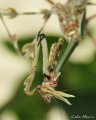 Zoolea descampsi