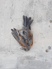 Turdus rufopalliatus