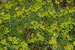 Euphorbia paniculata