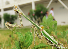 Zoolea descampsi