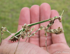 Zoolea descampsi