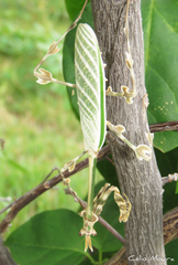 Zoolea descampsi