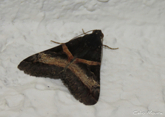 Melipotis nigrobasis