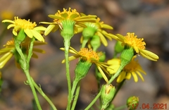 Senecio nevadensis malacitanus