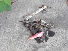 Turdus rufopalliatus