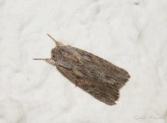 Spodoptera albula