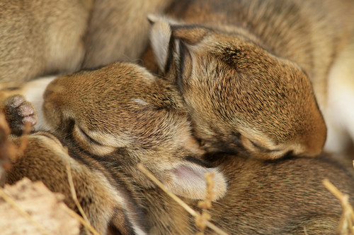 Eastern Cottontail photographed in North Carolina