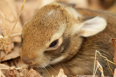 Eastern Cottontail photo 3