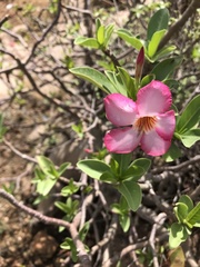 Adenium obesum
