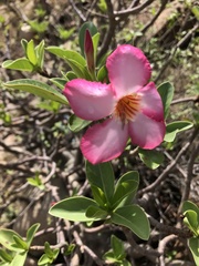 Adenium obesum