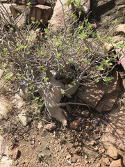 Adenium obesum