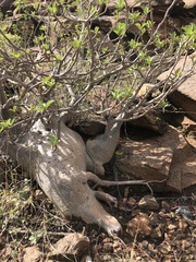 Adenium obesum