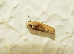 Acontiinae