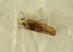 Acontiinae