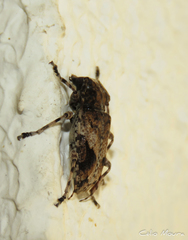 Aegomorphus