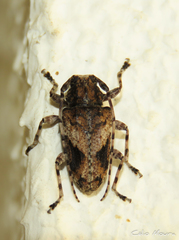 Aegomorphus