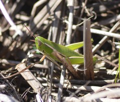 Aptenopedes sphenarioides