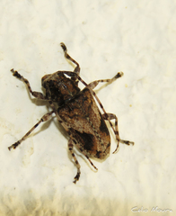 Aegomorphus