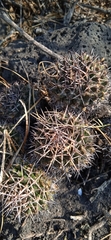 Mammillaria karwinskiana karwinskiana