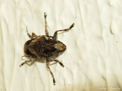 Aegomorphus