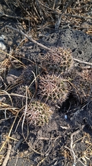 Mammillaria karwinskiana karwinskiana