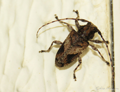 Aegomorphus