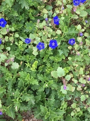 Phacelia viscida