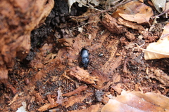 Abax parallelepipedus