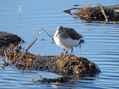 Tringa ochropus