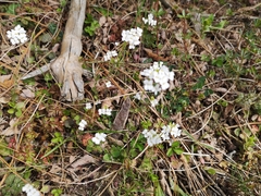 Arabidopsis halleri