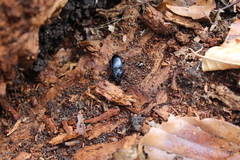 Abax parallelepipedus