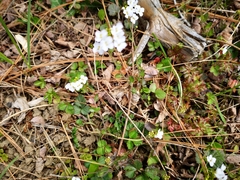 Arabidopsis halleri