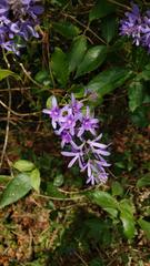 Petrea volubilis