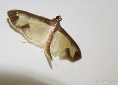 Mesocondyla dardusalis