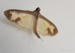 Mesocondyla dardusalis