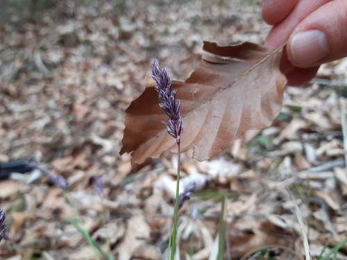 ostrevka (Sesleria)