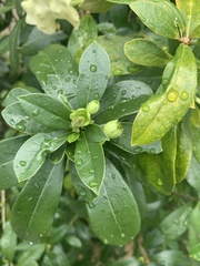 Brunfelsia americana