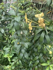 Brunfelsia americana
