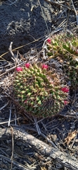 Mammillaria karwinskiana karwinskiana