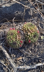 Mammillaria karwinskiana karwinskiana