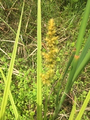 Carex stipata image