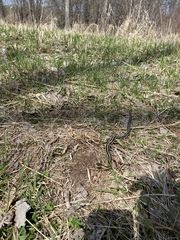 Thamnophis sirtalis