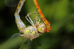 Sympetrum striolatum