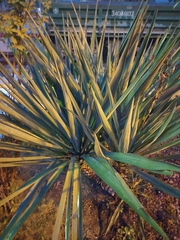 Yucca